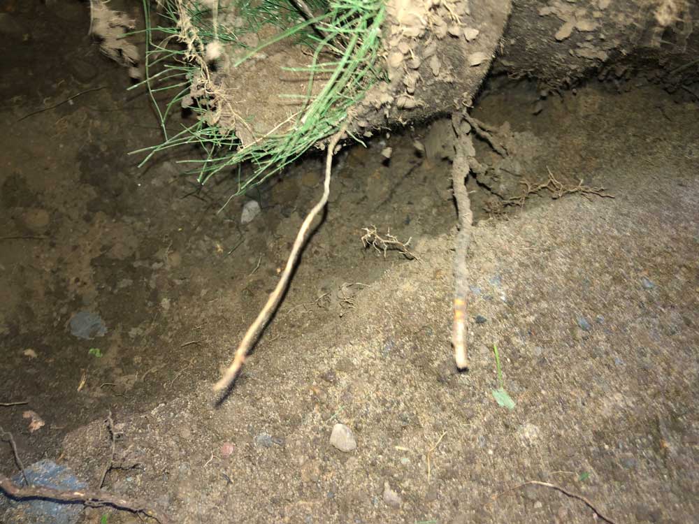 Biomasse Bactérie de champ épuration