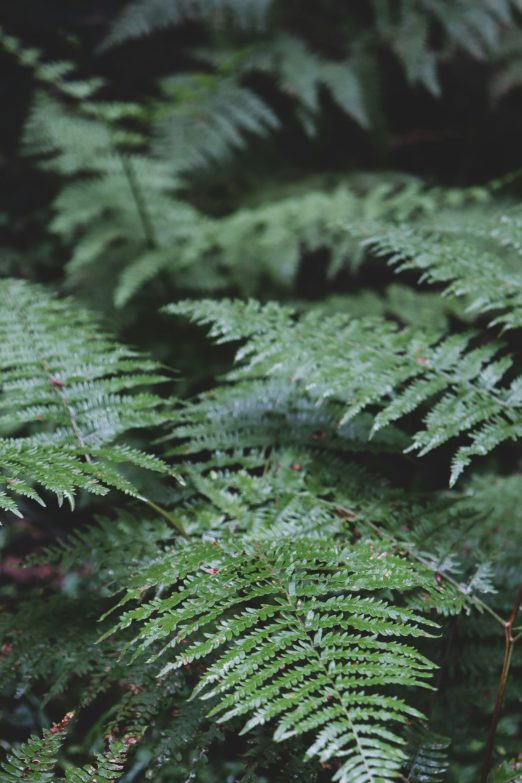 hanna-plants-SqzDayvL4XI-unsplash